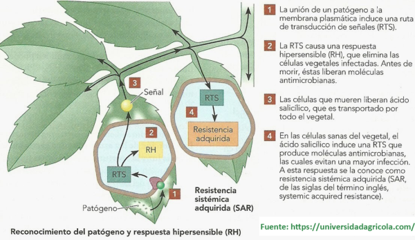 KIT SAM - Imagen 2